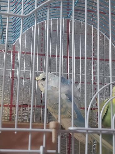 Japones balaları satılır öz quşlarımın balalarıdır yaşıl 3 aylıq mavi