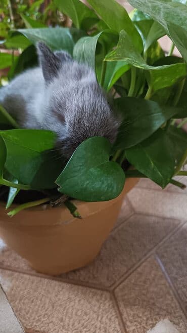 ucuz cuce: Karlik — 4