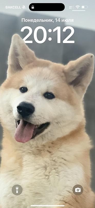 doyuş itləri: Akita-inu, 5 il, Erkek, Peyvəndli, Ünvandan götürmə — 1