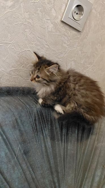 pişik həkimi: Tabbi, Dişi, Yaxşı əllərə — 8