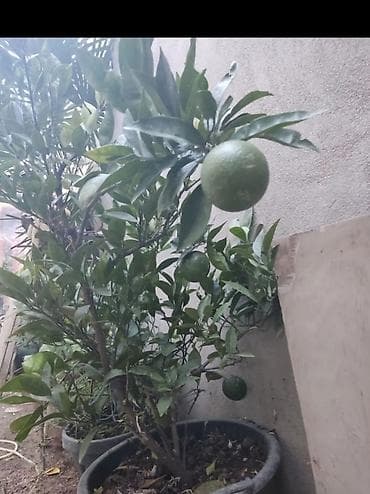 zoğal ağacı: Sitrus və xurma tingləri portağal mandalin ağaclar var vp yazın — 6