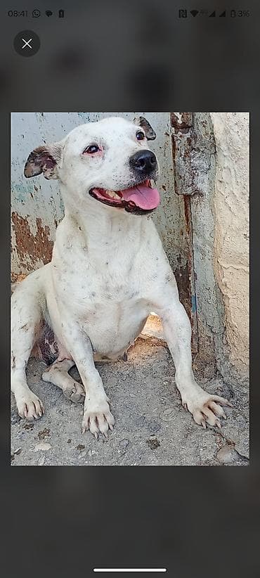 Pitbul, 1 il, Dişi, Peyvəndli, Ödənişli çatdırılma lalafo.az -da Pitbul, 1 il, Dişi, Peyvəndli, Ödənişli çatdırılma