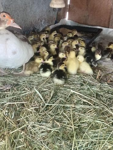 С/х животные и товары: Musk ördəyi cücələri (indo ducklings) - Növ: Musk (indo) ördəyi - — 4