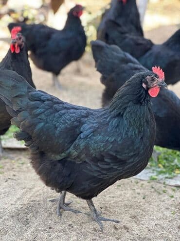 dəvəquşu yumurtası qiyməti: Avstralop yumurtaları İnqibator üçün. ideal çıxış verir. təmiz qandır — 6