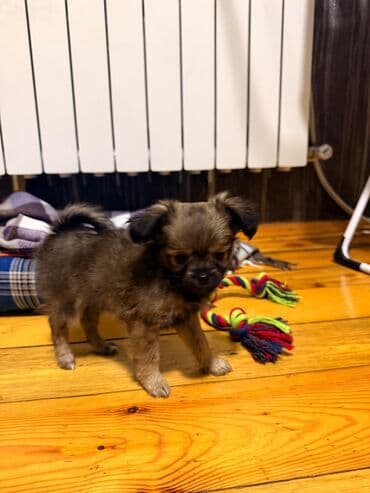 Птицы: Чихуахуа, Самец, Самовывоз, Платная доставка, Доставка в районы — 2