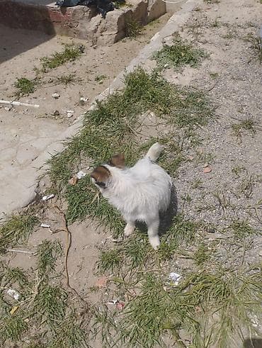 pudel balalari: Pudel, 1 il, Erkek, Cütləşmə üçün, Ödənişli çatdırılma — 6