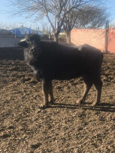 mal qoyun: Erkək, il: 3, 480 kq, Damazlıq, Ödənişli çatdırılma — 2