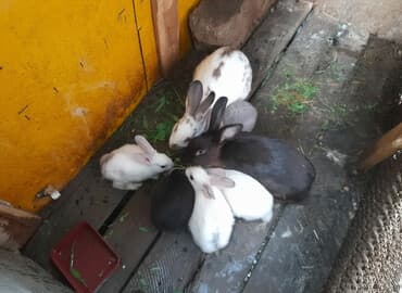 Salam dovşanlar satılır. Tam sağlam dovşanlardır Balacalar 6manat