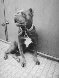 xarkov toyuq yumurtası: Kane-Korso, 2 il, Erkek, Peyvəndli, Ünvandan götürmə — 18