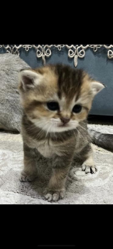 əbabil quşunun qiyməti: Qızıl şinşilla, Dişi, Cütləşmə üçün, Pulsuz çatdırılma — 4