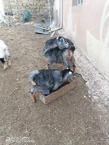 Balalı sudlu keçi. Buynuzsuz. Balasl diwidi. 2 ayllqdl. Unvan merdekan