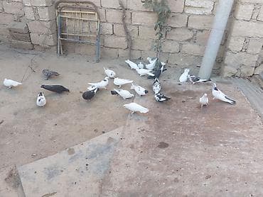 pisik ag: Salam tam sağlam heyvanlardı 20 dənə heyvandı içndə hər nişan heyvan — 4