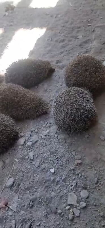 большая клетка для морской свинки: Məhsul: Kirpilər (canlı heyvanlar) Təsvir: - Şəkillərdə çoxsaylı — 2