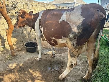 12 litr südü var. Sağlam, problemsiz heyvandi. Ünvan Mastaga