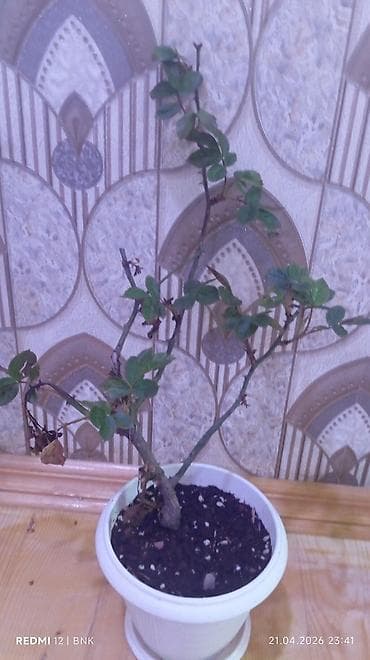 otaq bitkilərinin adları: Böyük, yaşıl yarpaqlı və qalın gövdəli ev bitkisi. Bitki qəhvəyi — 5