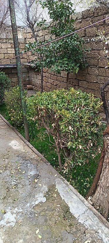 Çöl bitkiləri: Ucunu 35 manata verirem boyukdu bu qiymete bele gul yox — 1