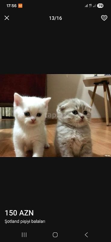 sotland pişik: Şotland — 1