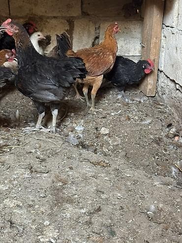 colpa toyuq: Toyuq, Yumurtalıq — 3