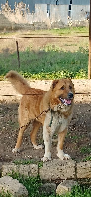 sivas kangal kanqal iti: Qurdbasar, 2 il, Erkek, Peyvəndli — 4