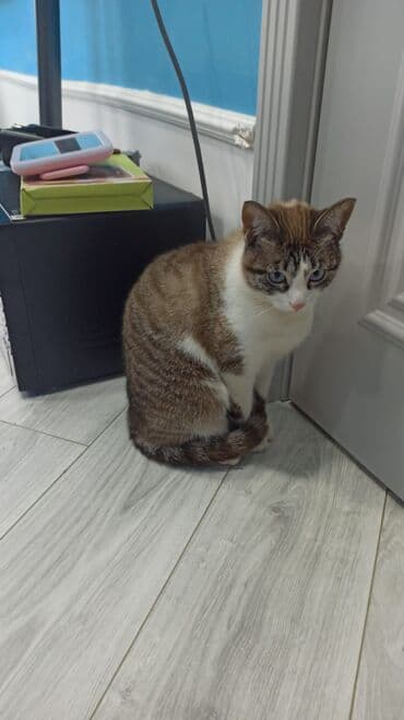 it pisik sekilleri: Məhsul: Ev pişiyi (qısatüklü) Xüsusiyyətlər:ğözləri mavi.rəngi boz — 4