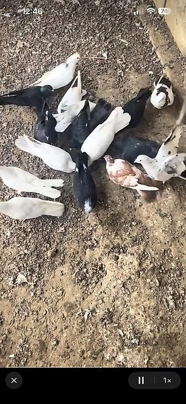 Heyratı Xoruzla Yumurtlayan Toyuğlada Barter var lalafo.az -da Heyratı Xoruzla Yumurtlayan Toyuğlada Barter var