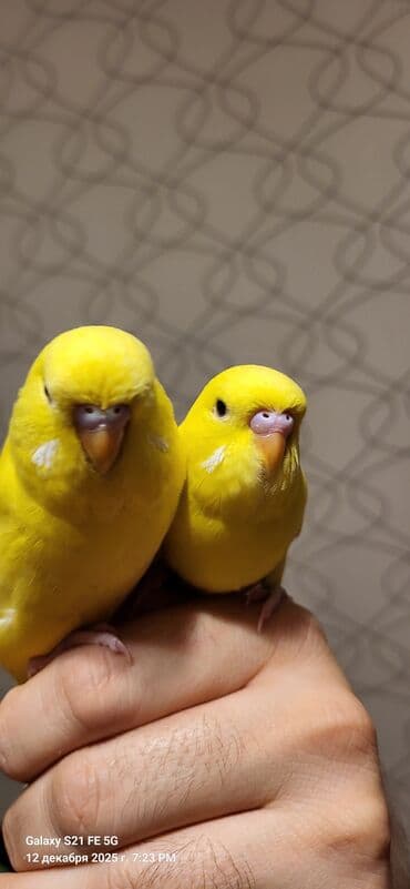 bengal pişiyi qiymeti: Tam sarıdırlar, bir ay yarımlıqdırlar. Ələ öyrəşdirmişəm. Ataları — 1