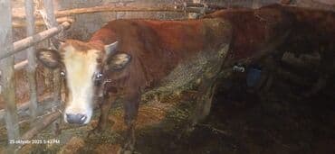 dana qiyməti xaçmaz: Erkək, il: 2, 120 kq, Ətlik, Ünvandan götürmə — 5