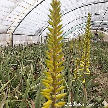 ev bitkisi: Aloe vera Barbadensis növü 4 illik dibçəklər endirimli qiymətlə həm — 5