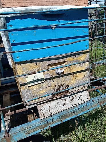 Səyyar arıxana qoşqusu və pətəklər Şəki şəhərində arı və lapet — 1