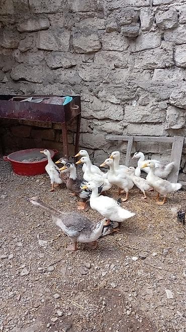 Satılır: ördək balaları qazlar satılmır - Növlər: əsasən ağ rəngli