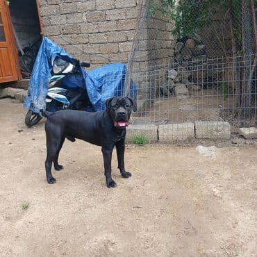 avcarka balası: Kane-Korso, 1 ay, Erkek, Ödənişli çatdırılma — 1