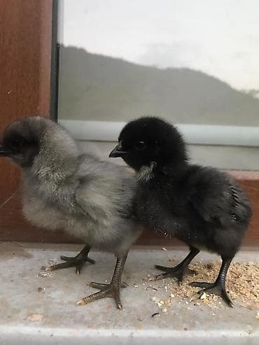 toyuqların satışı: Toyuq, Australorp, Damazlıq — 1