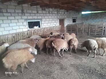 xoruzun ağ əti: Qurbanliq qoyunlar Qiymeti razilasma yolu ile Cekileri 15-25 kq — 8