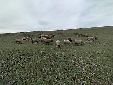Qoyun sürüsü satılır - Say: təxminən 15–20 baş (şəkillərdə göründüyü