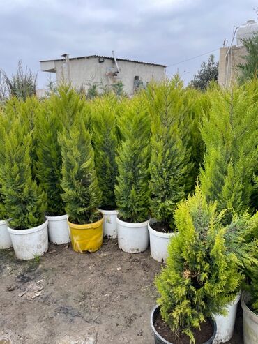 gobelek toxumu satilir: Limon sərvi, butun nov agaclarin satisi — 1