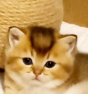 heyvan satisi: Britan, Erkək, Dişi, Yaxşı əllərə, Ünvandan götürmə — 8