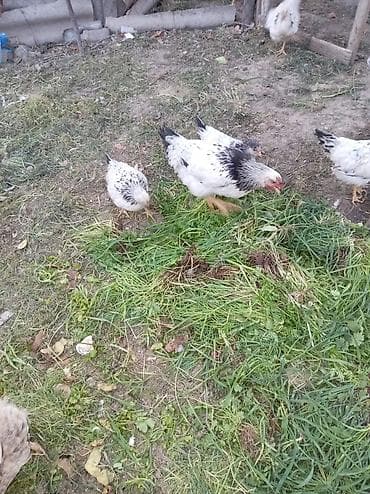 yarasa yuvası fiyatı: Məhsul: Qarışıq cins kənd toyuqları (ağ-qara ləkəli və qırmızı tünd — 2