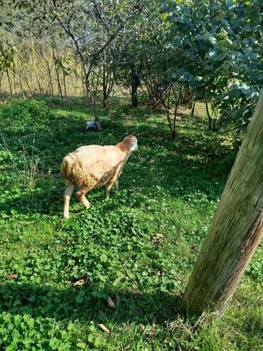 Dovşanlar: Məhsul: erkək quzular Təsvir: - Şəkillərdə kənd şəraitində — 4