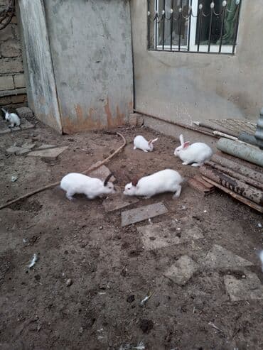 Gəmiricilər: Balacalar 7manat.yekeler 15 manat.unvan zig kendi — 2