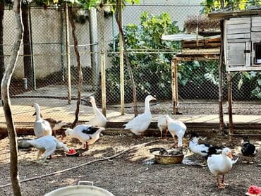 qarabağ atı qiyməti: 🦆 🦢 ördək və qaz satılır! ✅ tam sağlam, ev şəraitində bəslənmiş — 9