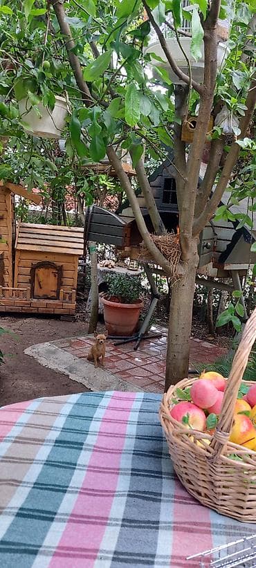 Wekilde gorduyunuz Lusini satiram.xeyvanin orjinaliqina saglamliqina lalafo.az -da Wekilde gorduyunuz Lusini satiram.xeyvanin orjinaliqina saglamliqina