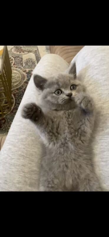 arı şəkilləri: Şinşilla, Erkək, Dişi — 1