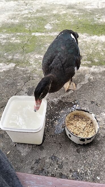 quzu şəkilləri: Erkək, | Lal ördək, Damazlıq, Ünvandan götürmə — 4