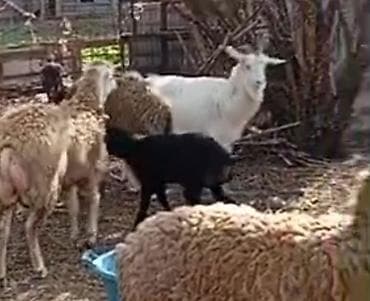 qara toyuq: Salam aleykum gördüyünüz bu 2 baş qoyunlar satilir qardşalar 1 ci — 4