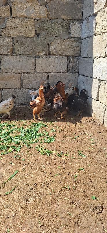 kent cüceleri: Toyuq cücələri, Damazlıq, Ödənişli çatdırılma — 6