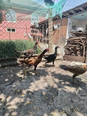 Toyuqlar: Toyuq, Damazlıq — 4