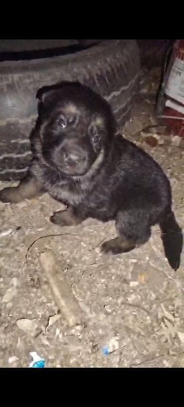 Alman çoban iti, 1 ay, Erkek