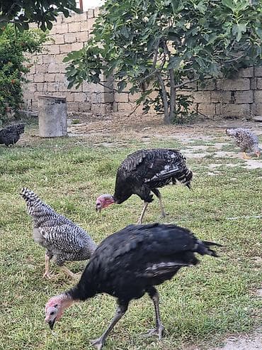 Digər quşlar: Salamaleykum 50,45,40,35 Azn kimi hindusqalar satilir tebbi — 1