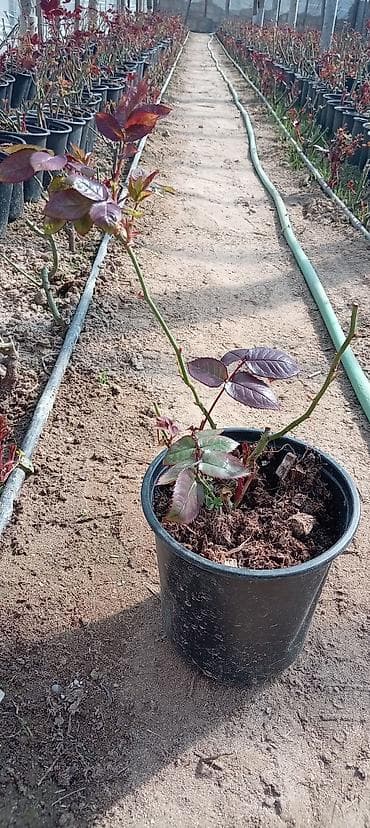 yuxuda gul ekmek: Qızılgül şitilləri – dibçəkdə, istixana yetişdirilməsi Məhsul: - — 2