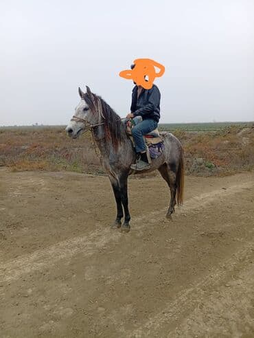 Digər kənd təsərrüfatı heyvanları: Göydemir - Rəng: boz (qaramalı), qara-ağ qarışıq ayaq ucları - — 1